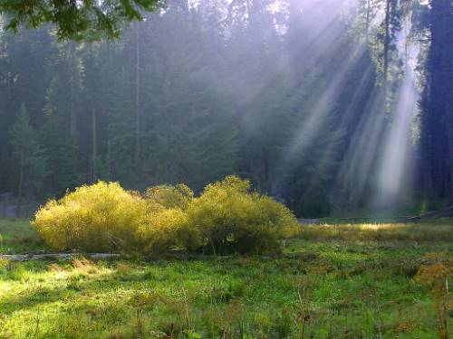 Sequoia_sunlight.jpg